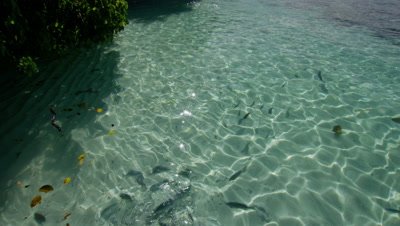 Blacktip Reef Shark swimming amongst fish in shallow waters of Wayag Island's bay