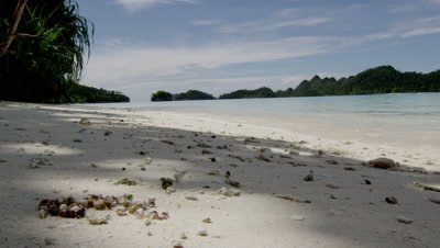 Hermit crabs swarming over shell on white sands of a Wayag Island beach
