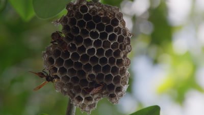 Large wasps crawling over honeycombed nest hanging from tree