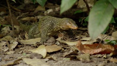 Water monitor lizard searches for food amongst dead leaves