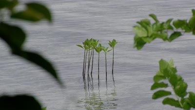 Mangrove seedlings protrude from silvery seascape with forested island in background. 