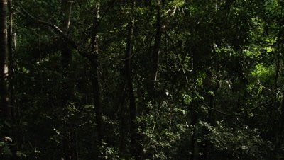Camera pan in coastal rainforest