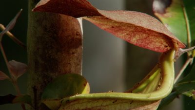 Pitcher plant with insects crawling on the rim