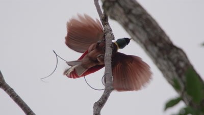 Male Red bird of Paradise performing courtship ritual