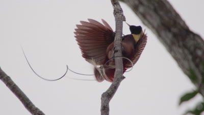 Male Red bird of Paradise performing courtship ritual