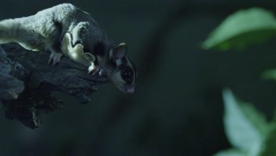 Studio set up of a Sugar Glider in a tree at night foraging for insects