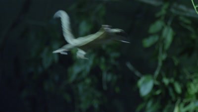 Sugar Glider leaps through the air between trees while foraging for insects in a studio set up environment