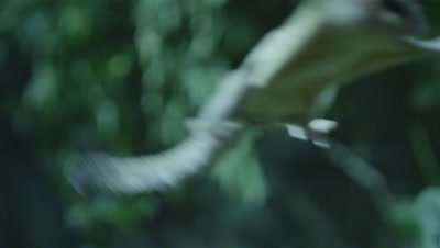 Sugar Glider leaps through the air between trees while foraging for insects in a studio set up environment
