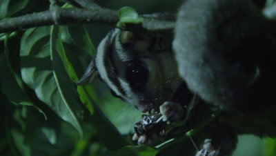 Sugar Glider feeds on an insect in a tree in a studio set up environment