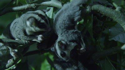 Sugar Gliders feeding on insects in a tree in a studio set up environment