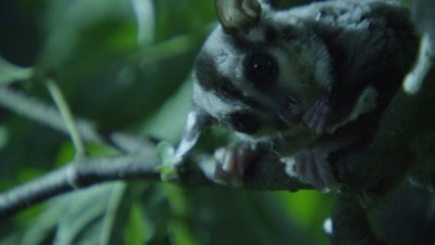 Sugar Glider feeds on an insect in a tree in a studio set up environment