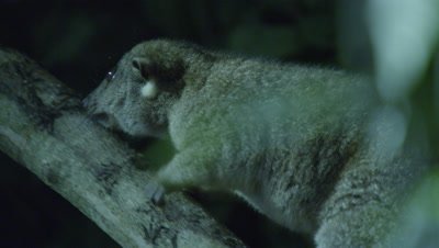 Cuscus climbs tree at night in a studio set up environment