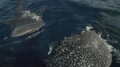 Whale sharks feed at ocean surface from fisherman handouts near bagan (fishing platform)