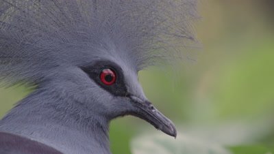 Western Crowned Pigeon perched in tree nest