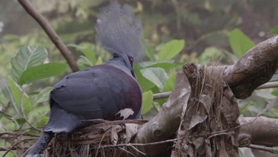 Western Crowned Pigeon perched in tree nest
