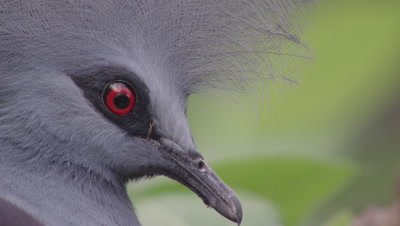 Close up of feathered crown of a Western Crowned Pigeon perched in tree