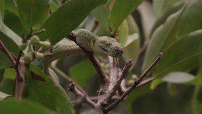 Snake, possibly Green tree python, resting in citrus tree