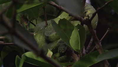 Snake, possibly Green tree python, resting in citrus tree