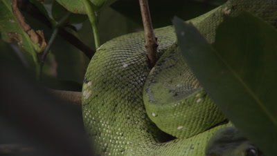 View of snake's coils, possibly Green tree python, as it rests in citrus tree