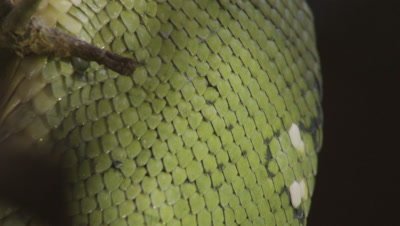 Extreme close up of snake's scales, possibly Green tree python, as it rests in citrus tree
