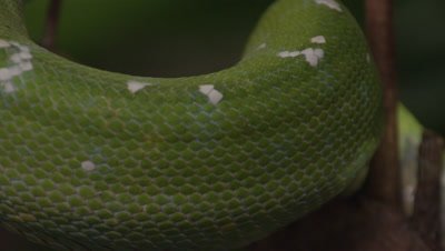 Close up of snake's coils, possibly Green tree python, as it climbs a citrus tree