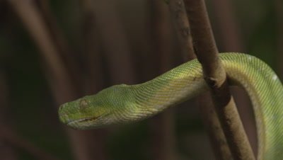 Snake, possibly Green tree python, climbing a citrus tree