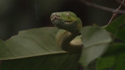 Snake, possibly Green tree python, climbing a citrus tree
