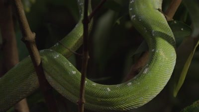 View of snake's coils, possibly Green tree python, as it climbs a citrus tree