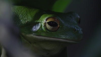 Tree frog croaking while sitting in a citrus tree at night