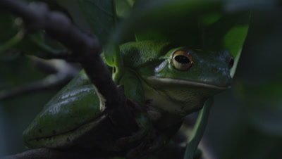 Tree frog croaking while sitting in a citrus tree at night