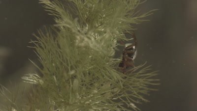 Diving Bell Spider moving around underwater (filmed in tank)