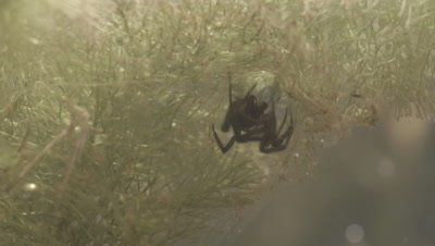 Diving Bell Spider building web underwater (filmed in tank)