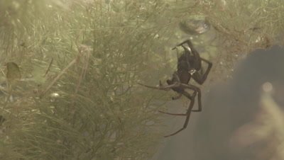 Diving Bell Spider building web underwater (filmed in tank)