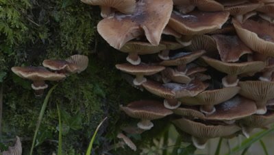 Close up of mushrooms growing on mossy tree trunk