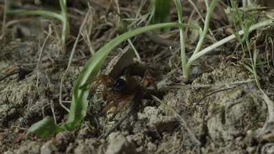 Trap door spider springs out of burrow, misses grasshopper