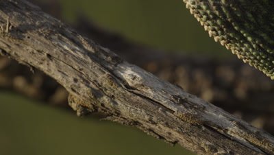 Close up of Chameleon feet as it climbs up a tree branch