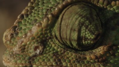 Close up on Chameleon's eye and face