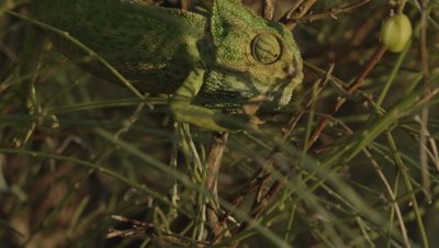 Chameleon crawls through a bush