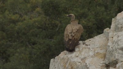 Griffon Vulture mother and chick nesting on cliffside