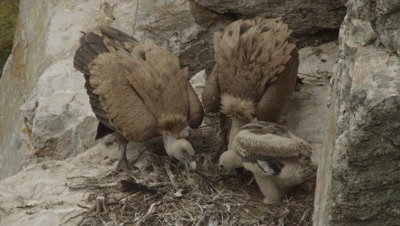 Griffon Vulture nesting & caring for chicks