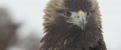Golden Eagle gazes into the distance, then bends down to feed on dead hare