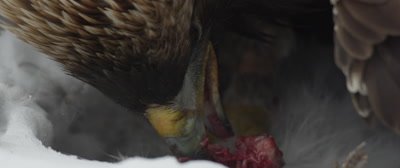 Golden Eagle feeds on a dead hare; rips muscle tissue