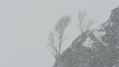 Trees growing on rocky mountain with snow falling in the foreground