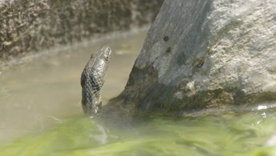 Dice Snake resting in the river shallows near rocks and algae