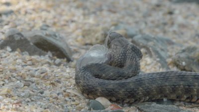 Dice Snake swallows a struggling captured fish on the river shore as waves wash over it