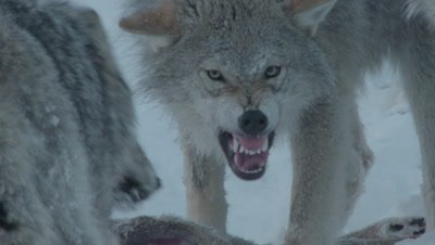 Pack of Wolves feeding on carcass; some wolves display dominance behavior