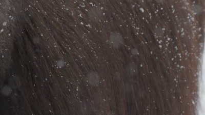 Close up of snowflakes falling on the fur coat of a Muskox