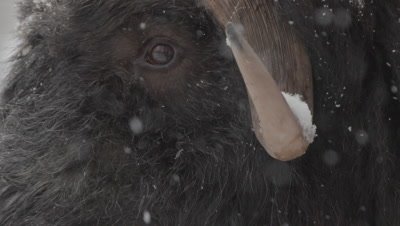 Close up of snowflakes falling on the horns and face of a Muskox