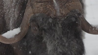Close up of snowflakes falling on the horns and face of a Muskox