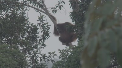 Orangutan resting in the trees; camera zooms out to a wide shot of the rainforest